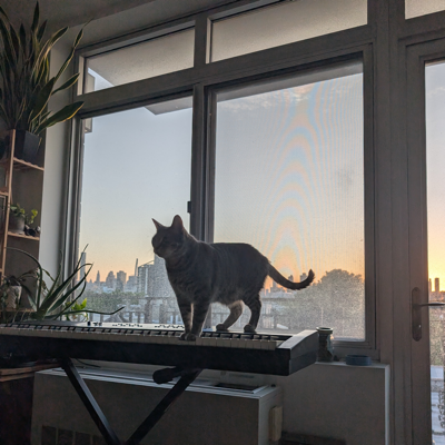 Peter's cat, plants, and keyboard